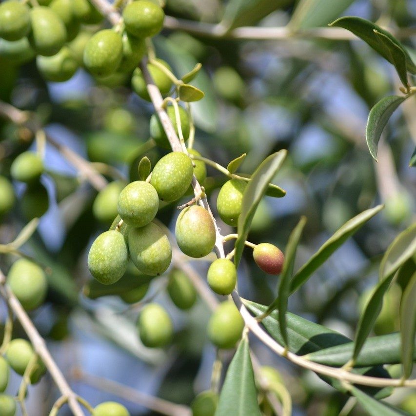 Autumn in Tuscany: Experience the Olive Harvest and Fresh Olive Oil